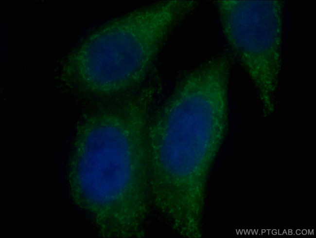 Syntaxin 16 Antibody in Immunocytochemistry (ICC/IF)