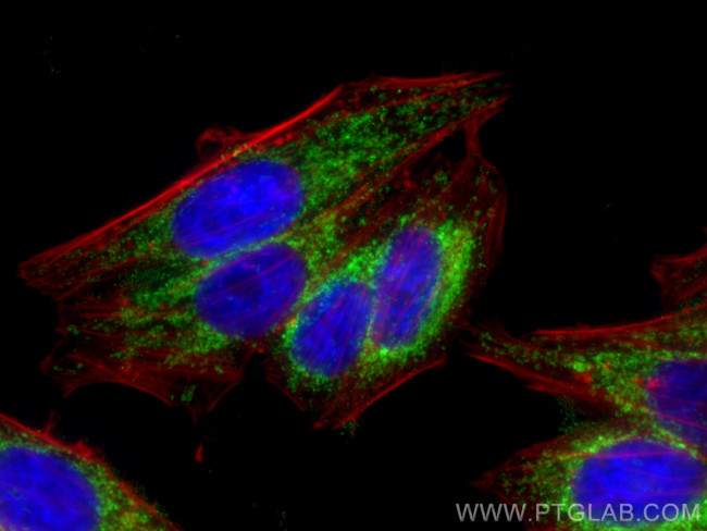 TOM20 Antibody in Immunocytochemistry (ICC/IF)