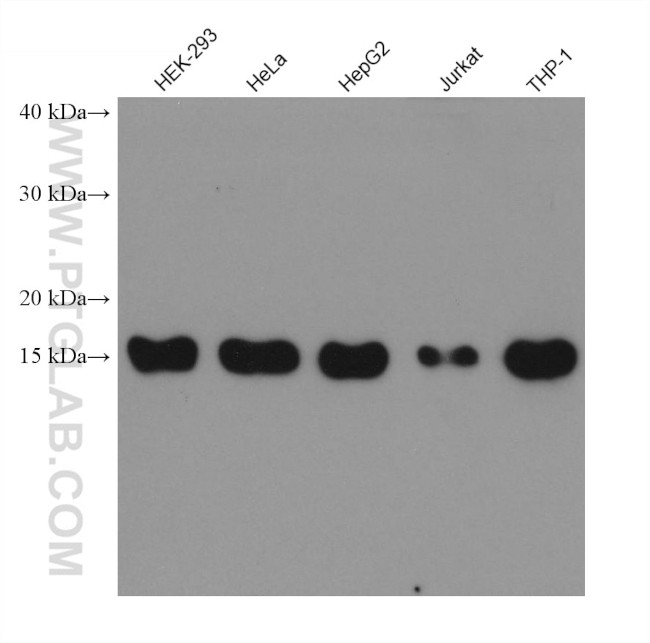 TOM20 Antibody in Western Blot (WB)