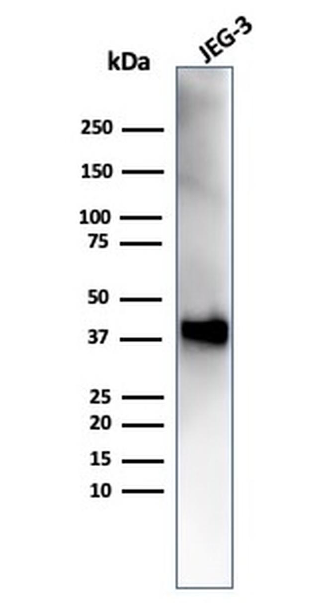 SPARC/Osteonectin Antibody in Western Blot (WB)