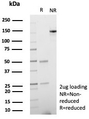 SPARC/Osteonectin Antibody in SDS-PAGE (SDS-PAGE)