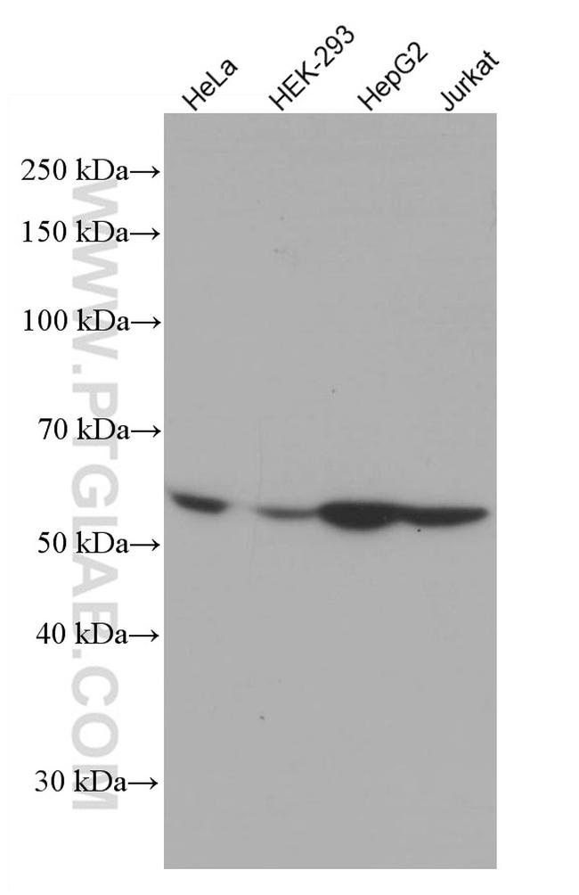 LACTB Antibody in Western Blot (WB)