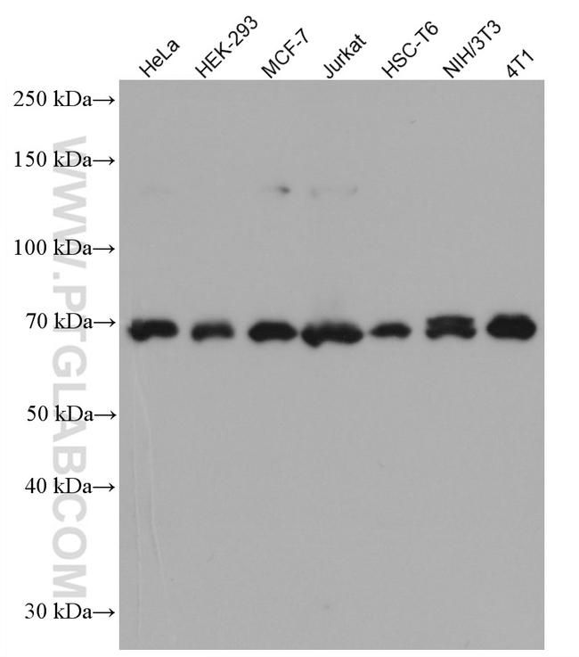 PTPN11 Antibody in Western Blot (WB)