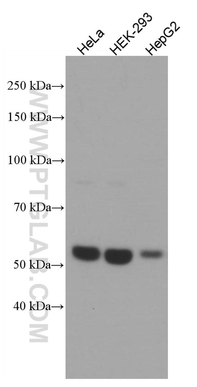 XIAP Antibody in Western Blot (WB)