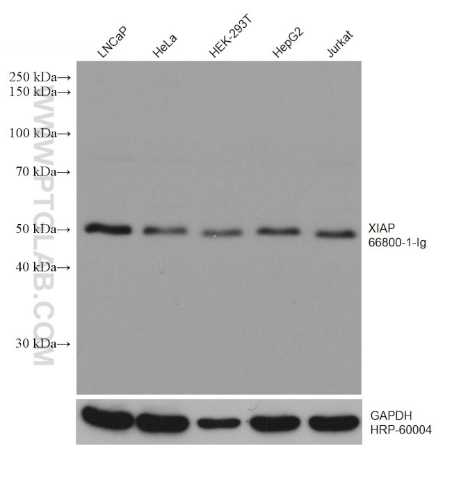 XIAP Antibody in Western Blot (WB)