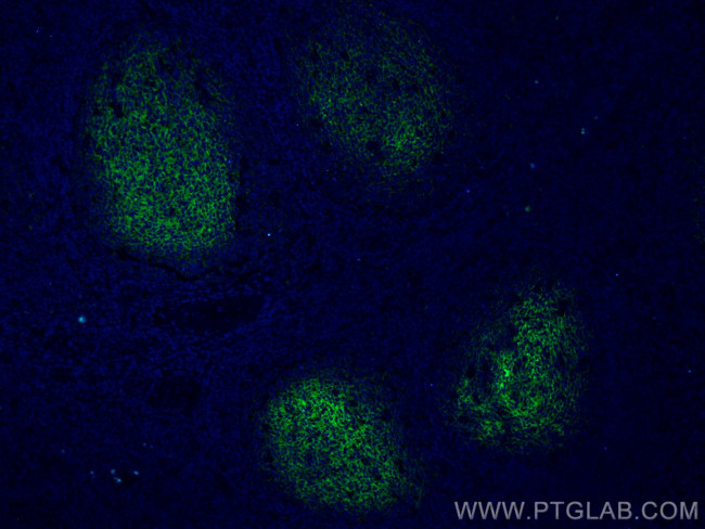 CD82 Antibody in Immunohistochemistry (PFA fixed) (IHC (PFA))