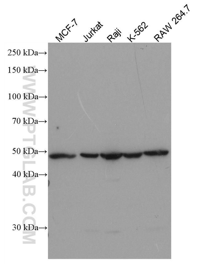 CD82 Antibody in Western Blot (WB)