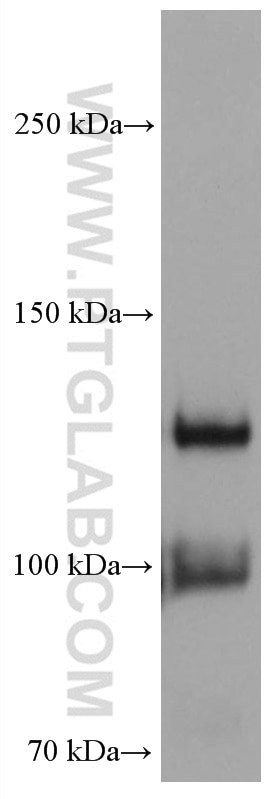 CDH5 Antibody in Western Blot (WB)