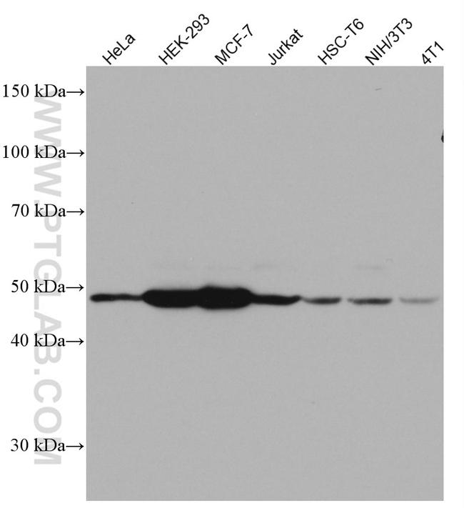 EEF1A2 Antibody in Western Blot (WB)