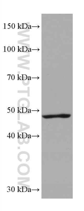 EEF1A2 Antibody in Western Blot (WB)