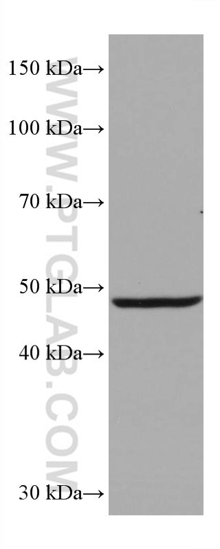 EEF1A2 Antibody in Western Blot (WB)