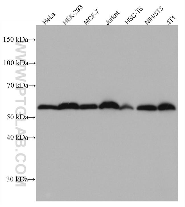 PABPN1 Antibody in Western Blot (WB)