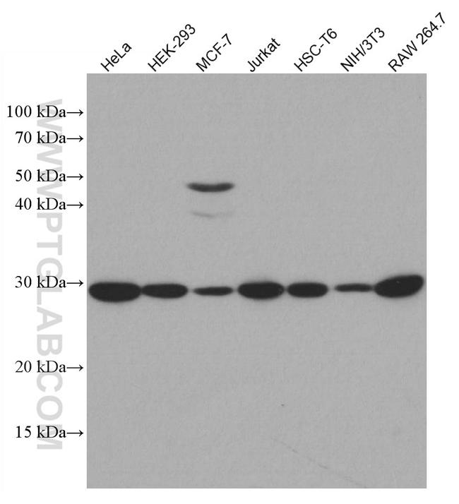 GCLM Antibody in Western Blot (WB)