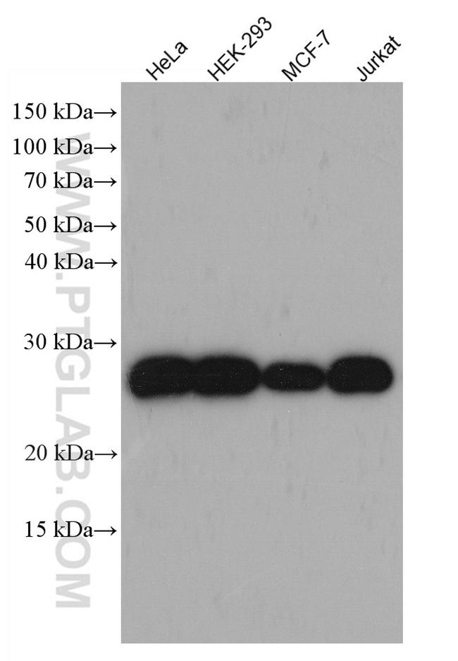 PRX3 Antibody in Western Blot (WB)
