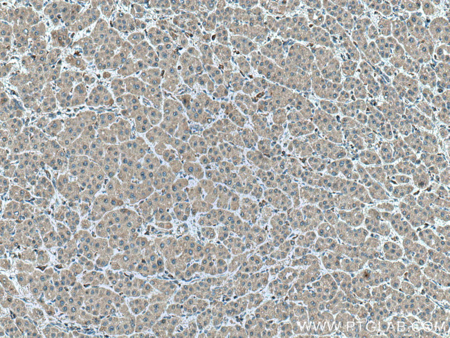 FFAR3 Antibody in Immunohistochemistry (Paraffin) (IHC (P))