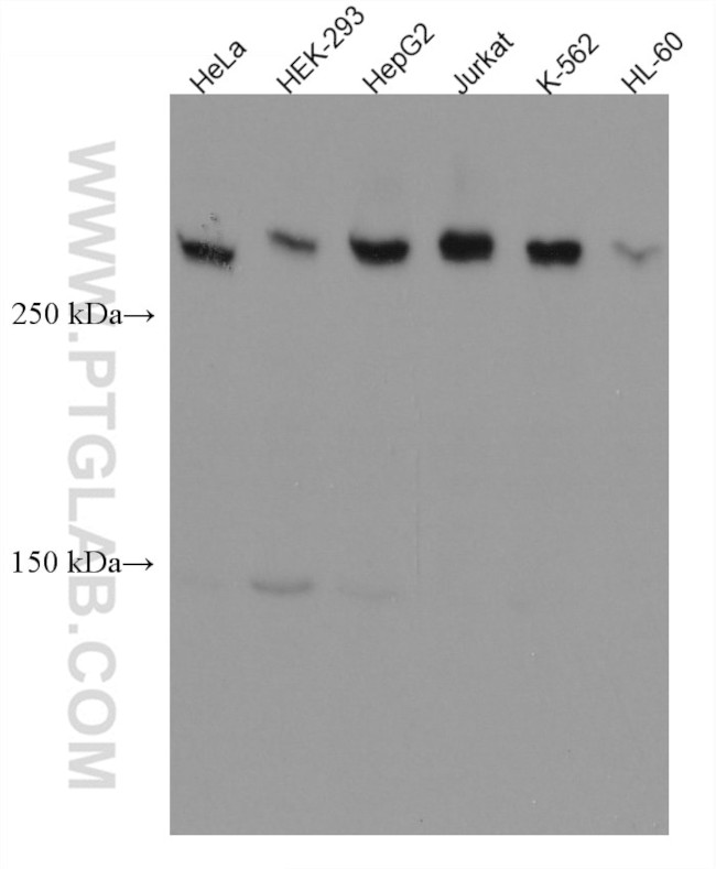 CEP250/C-NAP1 Antibody in Western Blot (WB)