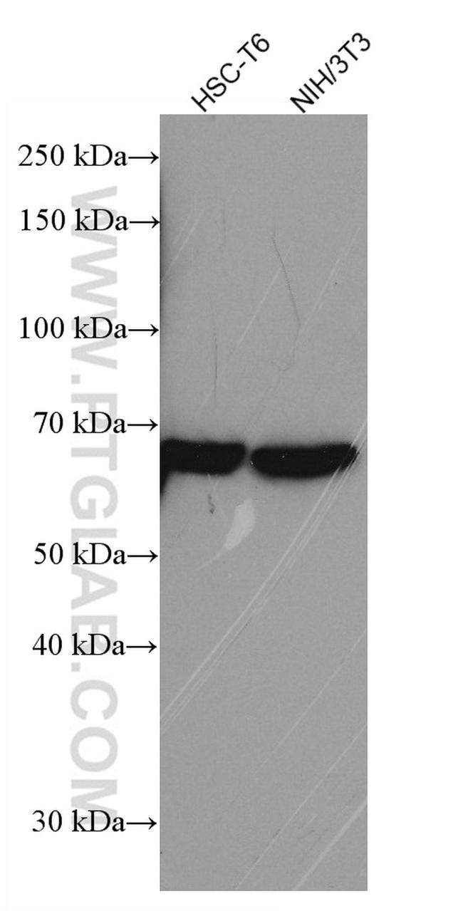 RARS Antibody in Western Blot (WB)