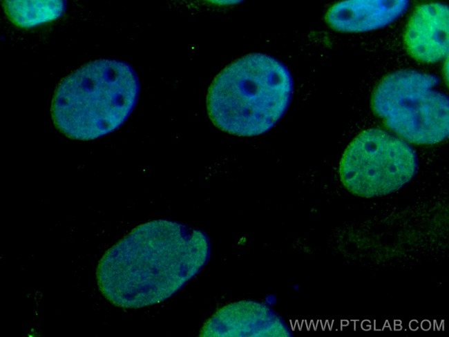 ESRRB Antibody in Immunocytochemistry (ICC/IF)