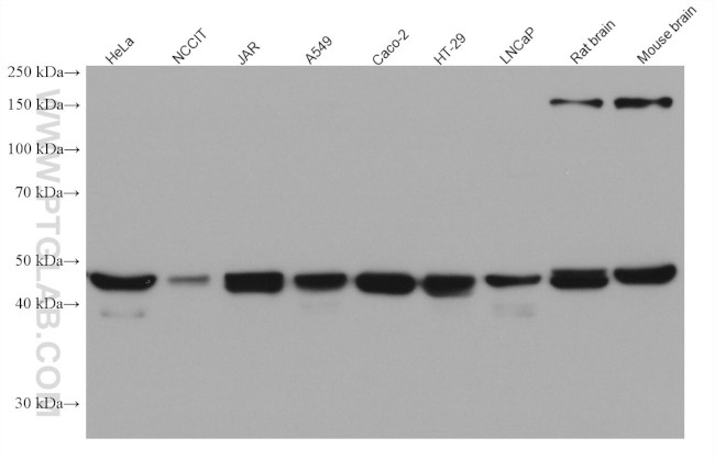 ESRRB Antibody in Western Blot (WB)