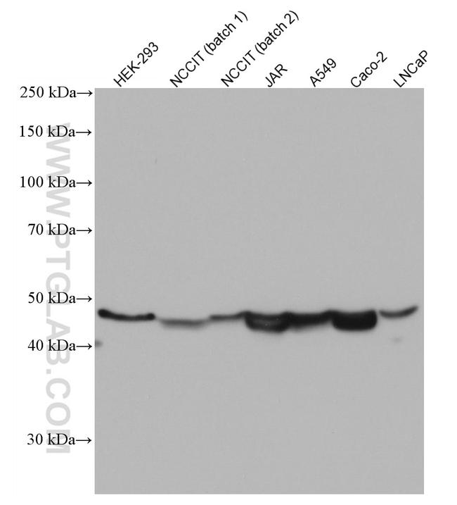 ESRRB Antibody in Western Blot (WB)