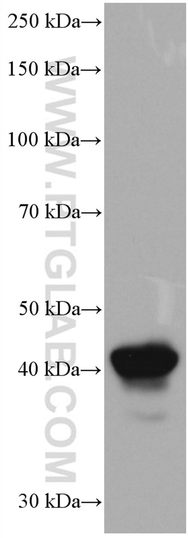 HLA-F Antibody in Western Blot (WB)