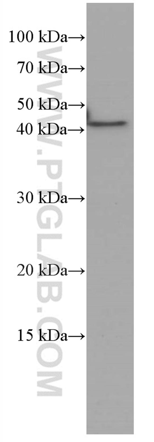 VEGFA Antibody in Western Blot (WB)