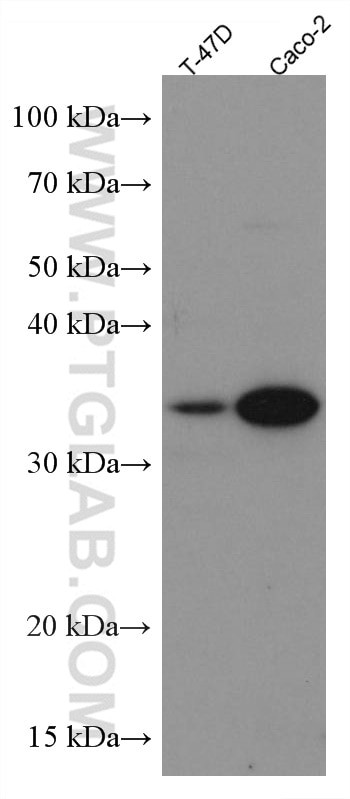 APOE Antibody in Western Blot (WB)