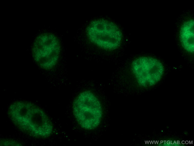 NRF1 Antibody in Immunocytochemistry (ICC/IF)