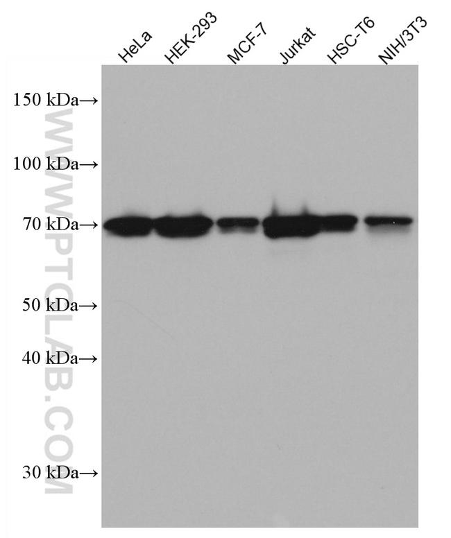 NRF1 Antibody in Western Blot (WB)