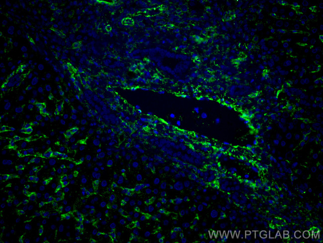 AOC3 Antibody in Immunohistochemistry (Paraffin) (IHC (P))