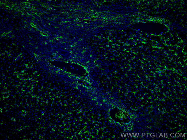 AOC3 Antibody in Immunohistochemistry (Paraffin) (IHC (P))