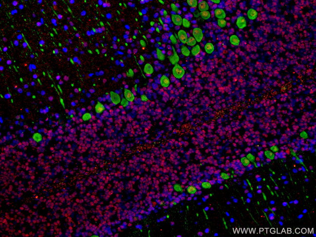 NeuN Antibody in Immunohistochemistry (Paraffin) (IHC (P))