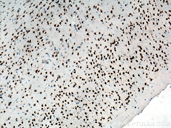 NeuN Antibody in Immunohistochemistry (Paraffin) (IHC (P))