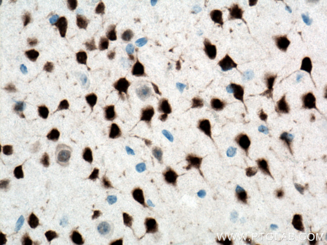 NeuN Antibody in Immunohistochemistry (Paraffin) (IHC (P))