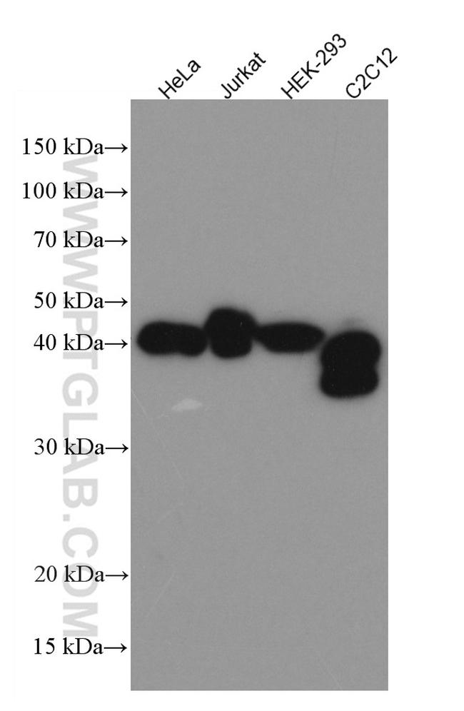 MBNL1 Antibody in Western Blot (WB)