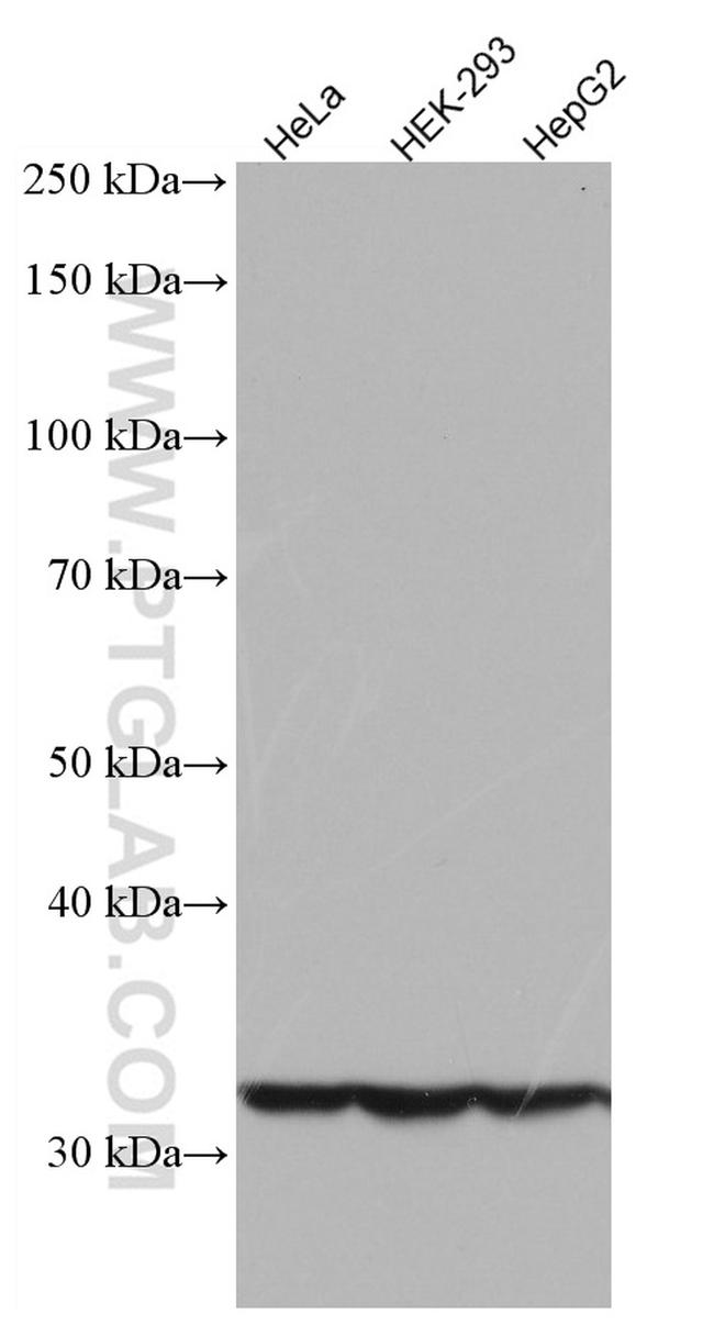 JTV1 Antibody in Western Blot (WB)