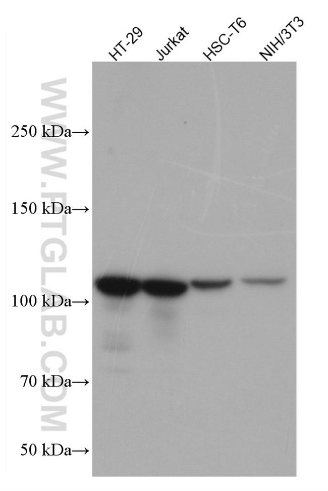 XRN2 Antibody in Western Blot (WB)