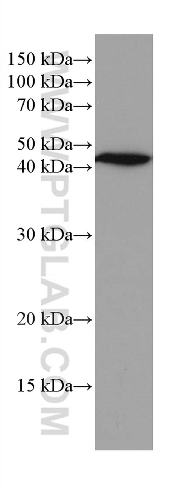 G6PC Antibody in Western Blot (WB)