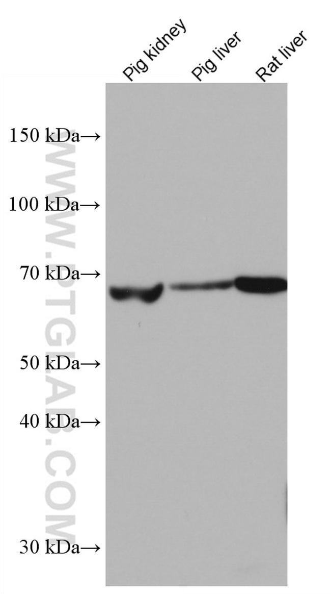 PCK1 Antibody in Western Blot (WB)