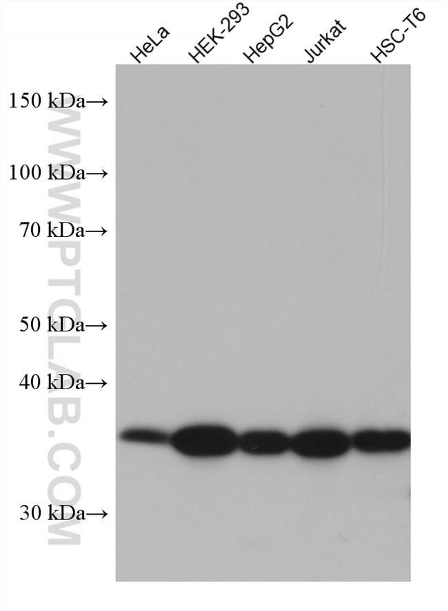 CCNY Antibody in Western Blot (WB)