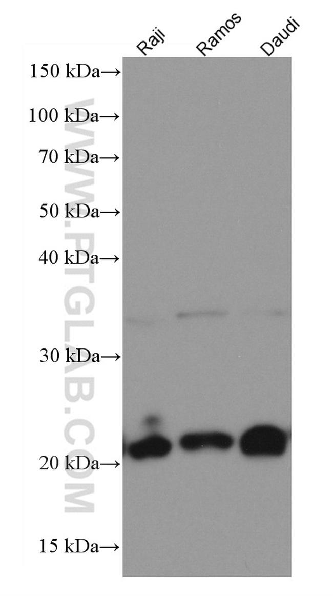 CD81 Antibody in Western Blot (WB)