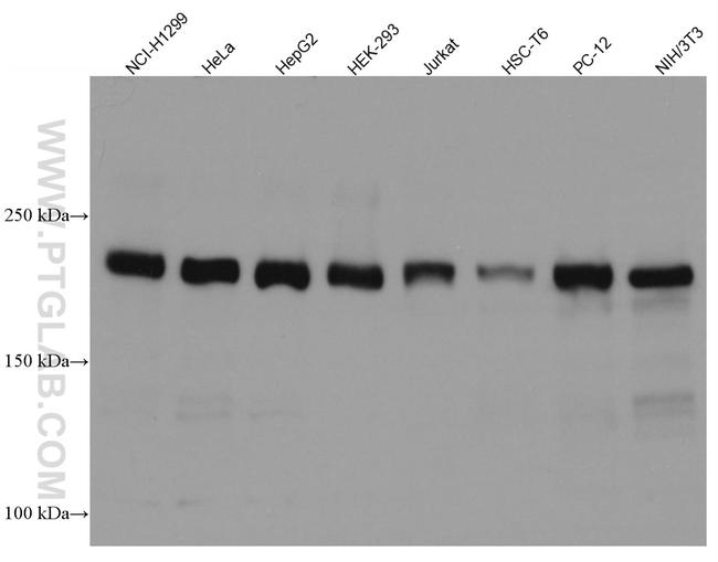 RICTOR Antibody in Western Blot (WB)