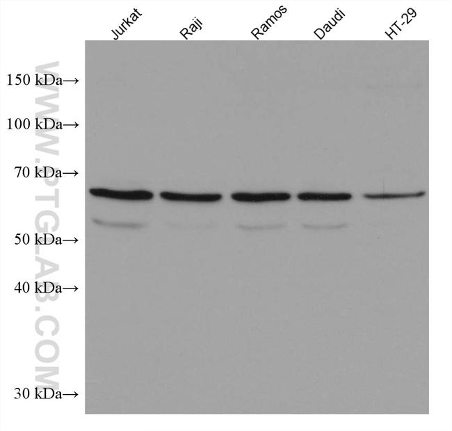 NR4A2 Antibody in Western Blot (WB)