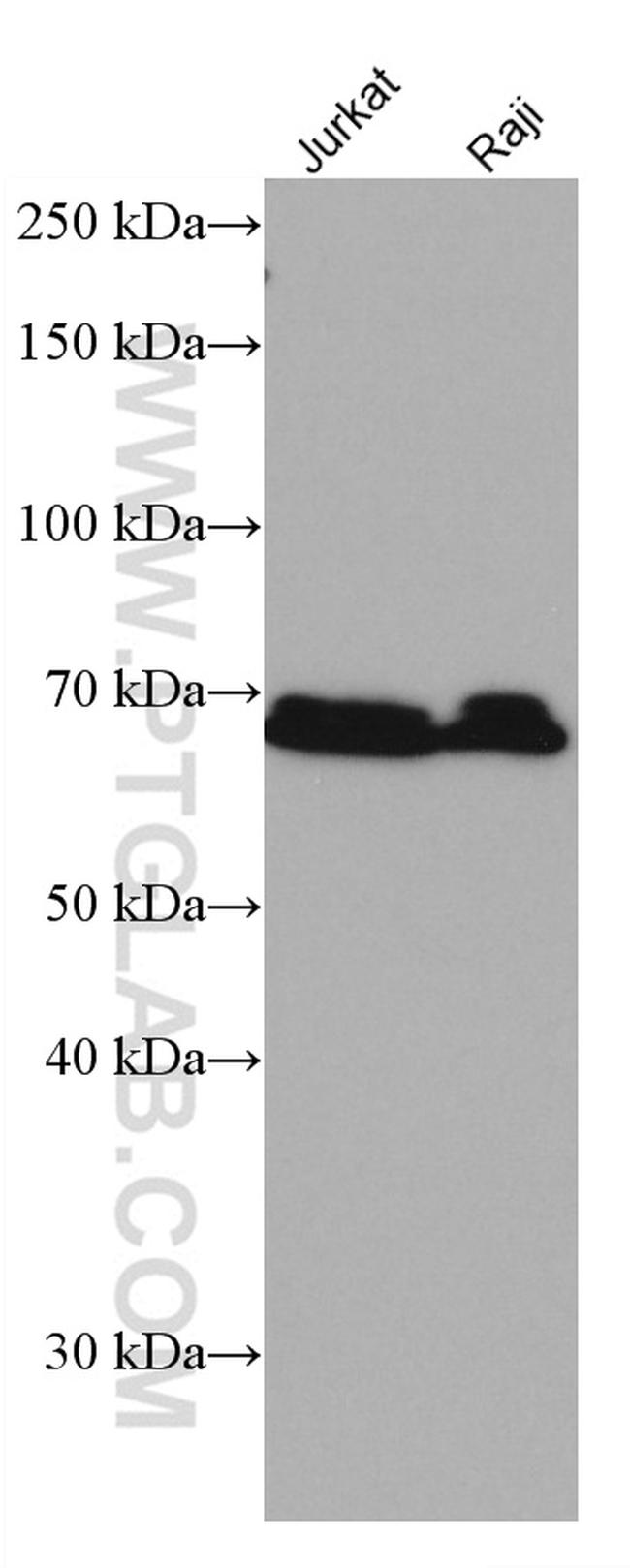 NR4A2 Antibody in Western Blot (WB)