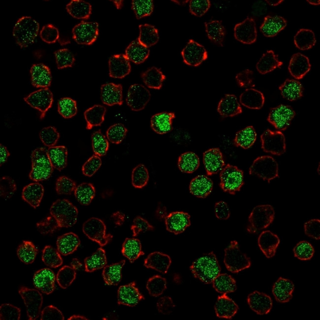 PU.1 (SPI-1) Antibody in Immunocytochemistry (ICC/IF)