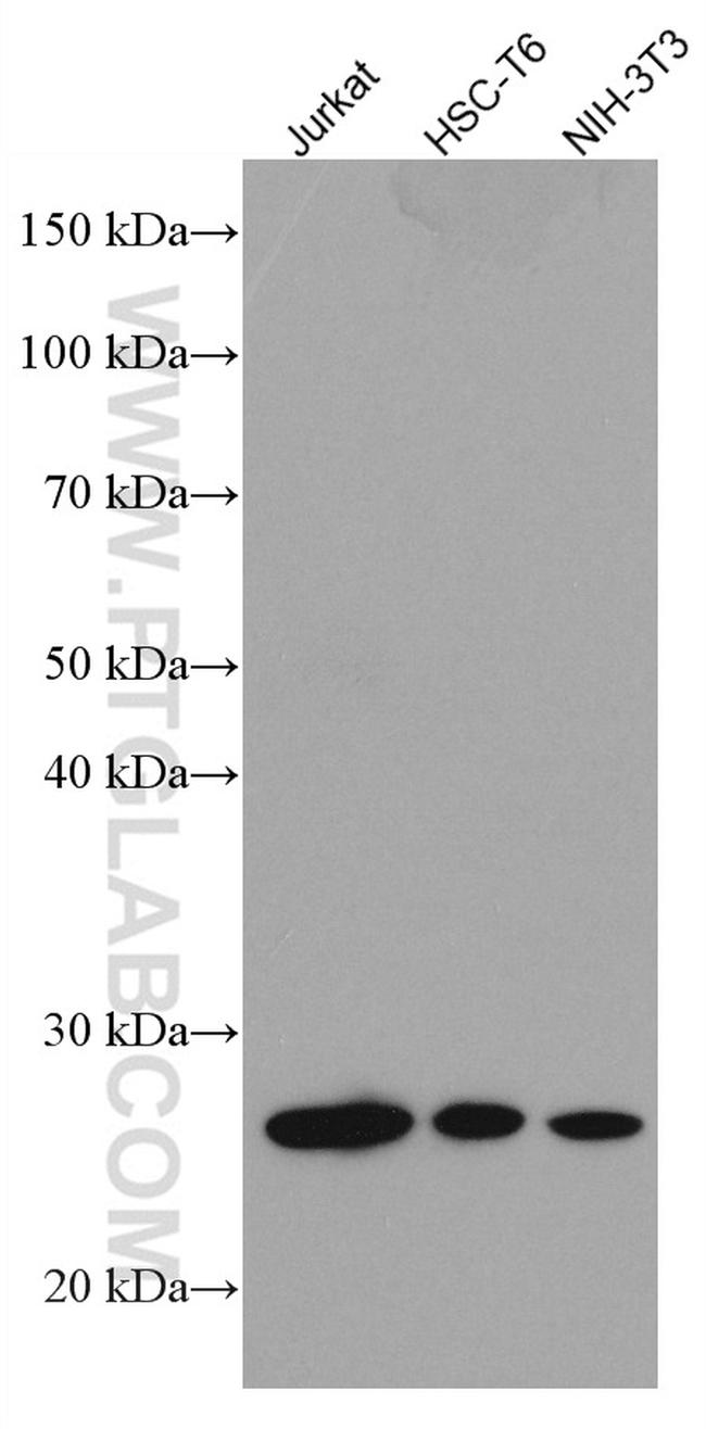 GRB2 Antibody in Western Blot (WB)