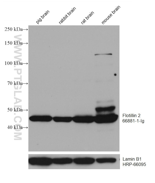Flotillin 2 Antibody in Western Blot (WB)