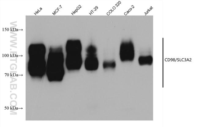 CD98/SLC3A2 Antibody in Western Blot (WB)