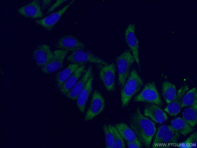 RPS6 Antibody in Immunocytochemistry (ICC/IF)