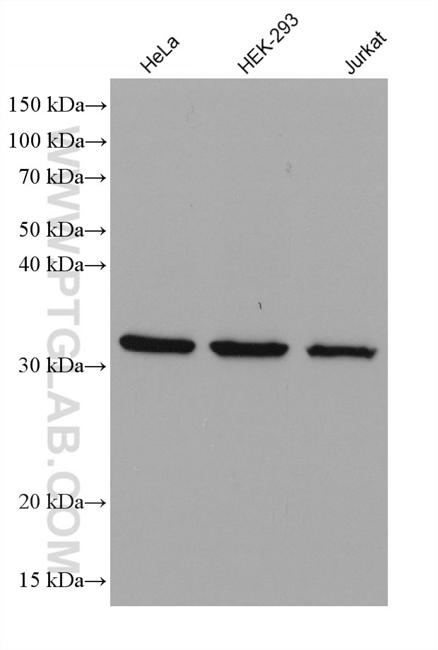 RPS6 Antibody in Western Blot (WB)